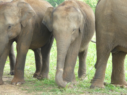 A juvenile named Samanthi, with her trunk injured by a snair.